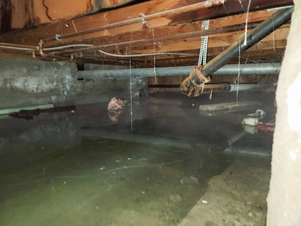 Best Professional water damage repair  in San Dimas, CA